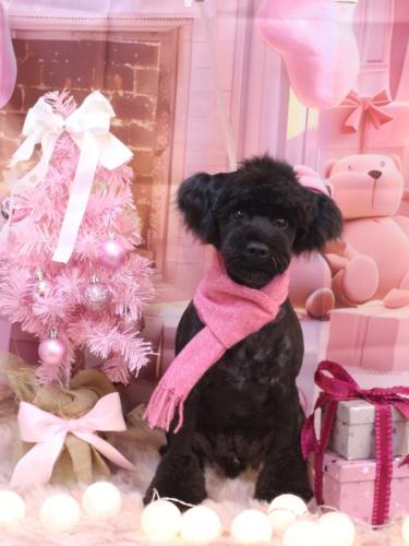 20241208レアくん